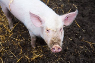 Evcil domuzlar. Köydeki bir çiftlikte domuzlar