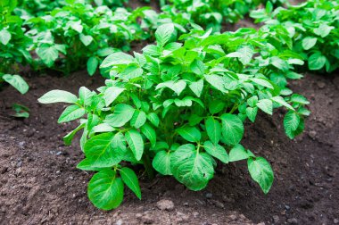 satırlar halinde yaz alanında patates patates bitkiler