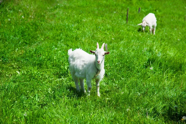 Pâturage Chèvres Blanches Sur Terrain Jour Été — Photo