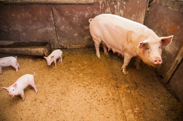 Domestic pigs. Pigs on a farm in the village