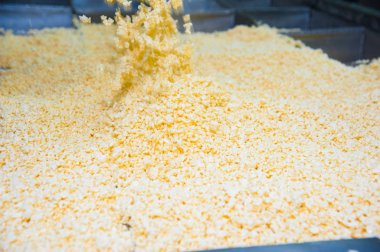 Endüstriyel sert peynir üretimi. Peynir çok lezzetli ve sağlıklı bir üründür.