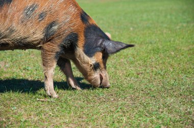 Domuz çiftliği. Domuzlar sahada. Domuz yeşil çayırda koşuyor.