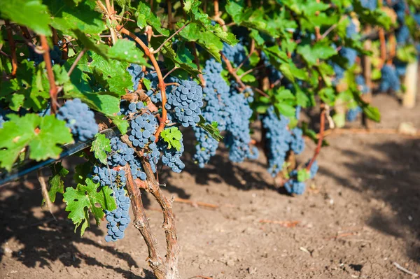 Vineyards Sunset Autumn Harvest Ripe Grapes Fall Season Close Bunches — Stock Photo, Image