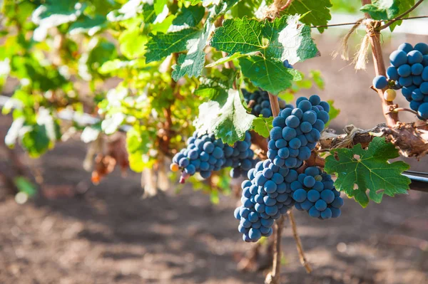 Vineyards at sunset in autumn harvest. Ripe grapes in fall season. Close up of bunches of red wine grapes on vine in a sunset.