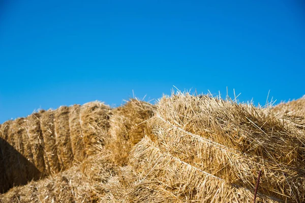 Hay Storage Shed Full Bales Hay Farm — Stock Photo, Image