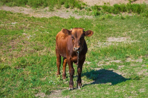 Vacas Numa Quinta Vacas Leiteiras Cobertura — Fotografia de Stock
