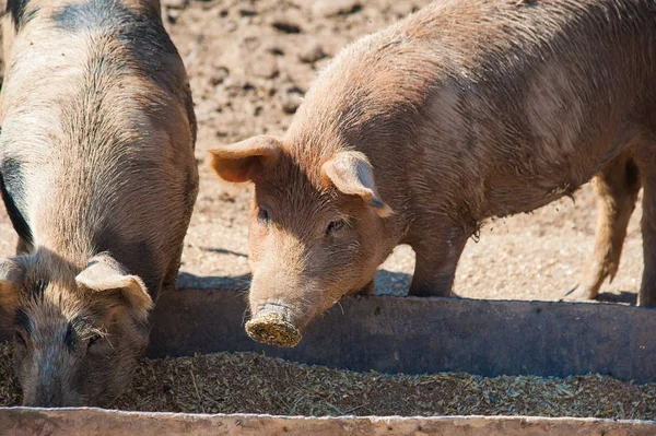 村里的一个农场里的猪 — 图库照片