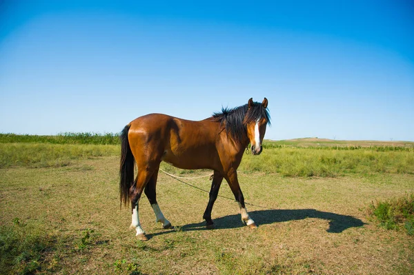 Cavalos Fazenda Ensolarada Manhã Verão — Fotografia de Stock