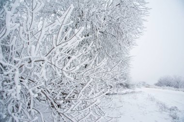 Kış manzarası. Kar kış ağaçlarda