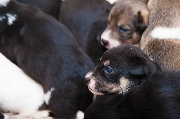 Diversi Cuccioli Colorati All Aperto Cani Piccoli Con Gli Occhi — Foto Stock