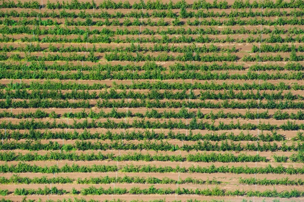 Vue Aérienne Des Champs Des Prairies Pendant Une Journée Été — Photo