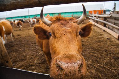 Çiftlikteki inekler. Süt inekleri. Yuvalanmış