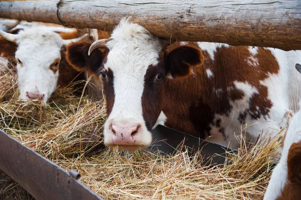 Mucche Una Fattoria Vacche Latte Cowshed — Foto Stock