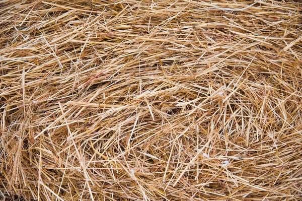 The hay storage shed full of bales hay on farm. Bales stacked in a pyramind