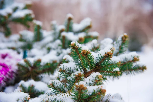 Decorações Agradáveis Uma Árvore Natal Com Neve Livre — Fotografia de Stock