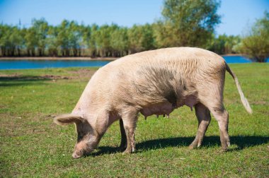 Domuz çiftliği. Domuzlar sahada. Domuz yeşil çayırda koşuyor.