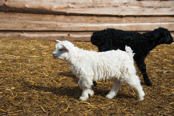 Sheep, lambs and goat kid on the rural farm