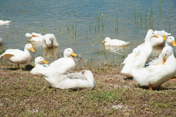 Several Domestic Ducks Pond Sunny Summer Day — Stock Photo, Image