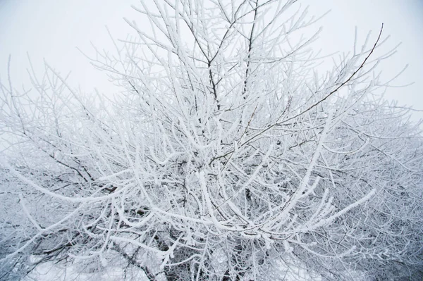 Zimní Krajina Zimní Stromy Sněhu — Stock fotografie
