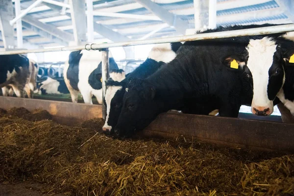 Αγελάδες Μια Φάρμα Γαλακτοπαραγωγικές Αγελάδες Καουτσούκ — Φωτογραφία Αρχείου