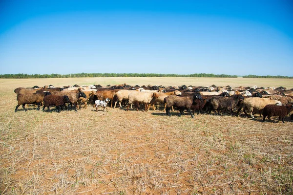 牧草地に羊の群れ 羊の群れ — ストック写真