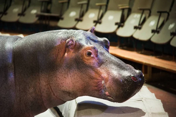 Hippopotame Dans Cirque Circus Hippopotamus Pendant Spectacle — Photo