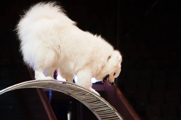 Dog in the circus. A cute white dog in the circus arena