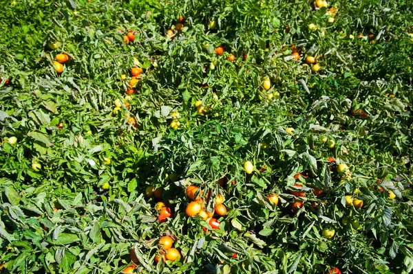 Tomatoes ripe in the field. Natural field tomatoes