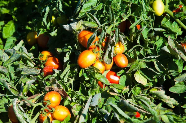 Tomatoes ripe in the field. Natural field tomatoes