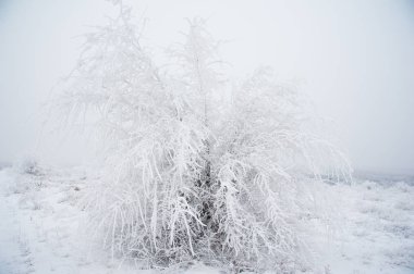 Kış manzarası. Kar kış ağaçlarda
