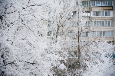 Karla kaplı ağaçlar kış şehir parkında