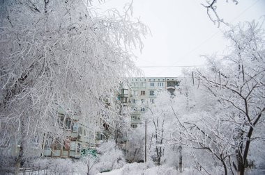 Karla kaplı ağaçlar kış şehir parkında