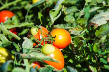 Domates alanında olgun. Doğal alan domates