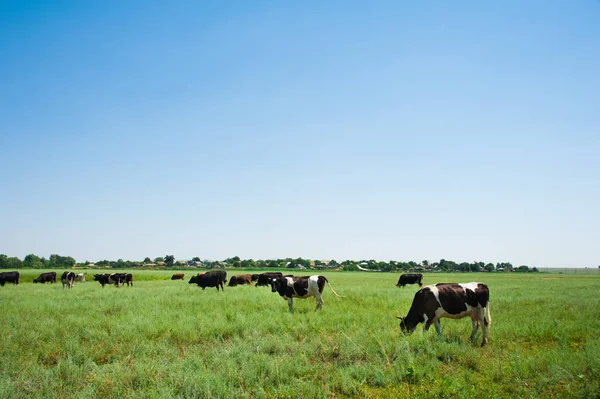 Herd Cows Grazing Resting Middle Field Summer — Stock Photo, Image