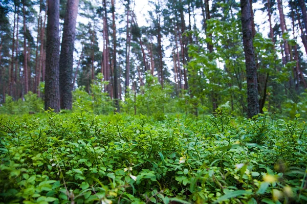 Schöner Kiefernwald Sommertagen Landschaft — Stockfoto