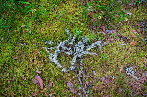 Skogsmarken Med Gräs Uppifrån Skogen Marken Med Växter — Stockfoto