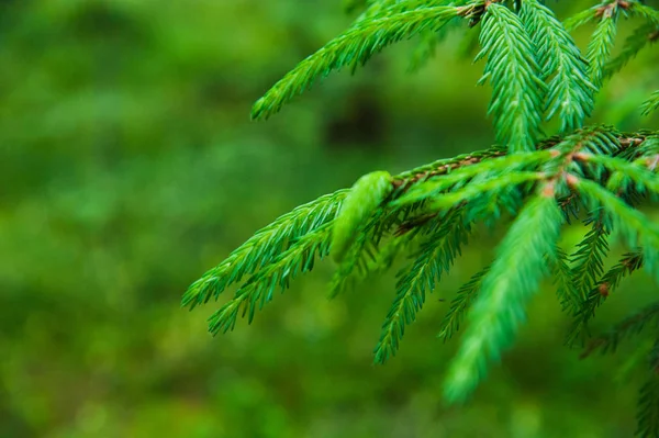 Las Ramas Brillantes Verdes Espinosas Del Abeto Pino — Foto de Stock