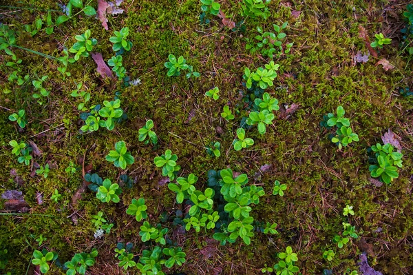 Skogsmarken Med Gräs Uppifrån Skogen Marken Med Växter — Stockfoto