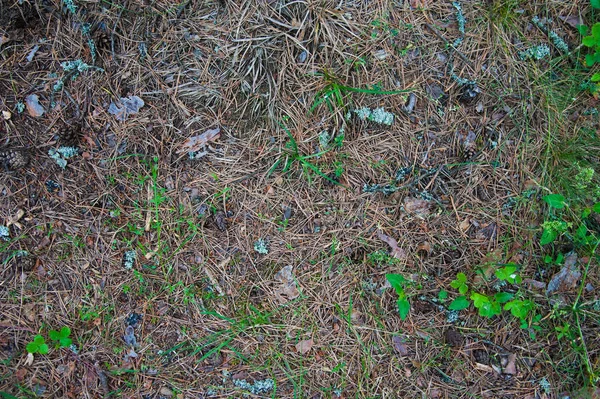 Floresta Solo Com Grama Campo Floresta Com Vista Superior Com — Fotografia de Stock