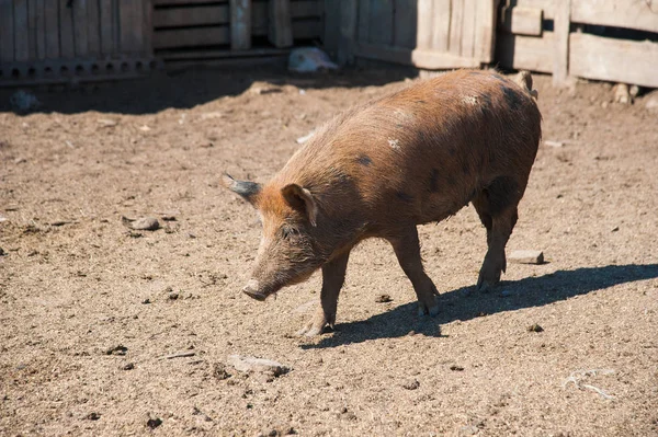 Domestic pigs. Pigs on a farm in the village