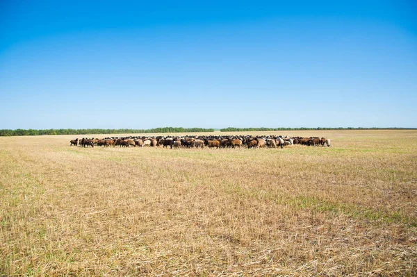 Flock Sheep Meadow Sheep Running — Stock Photo, Image