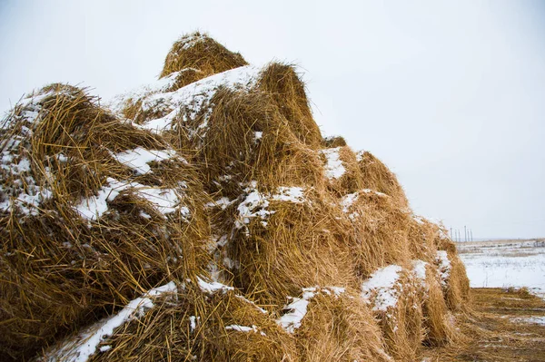 The hay storage shed full of bales hay on farm. Bales stacked in a pyramind