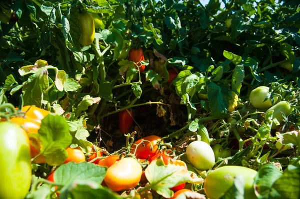 Tomatoes ripe in the field. Natural field tomatoes