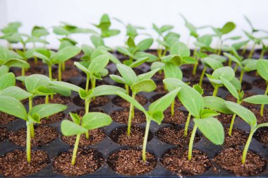 Marul küçük fidan