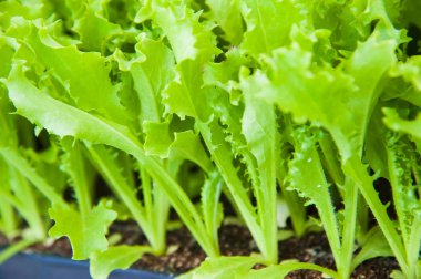 Marul küçük fidan