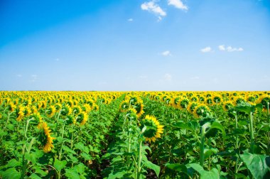 Ayçiçeği alan. Yaz peyzaj