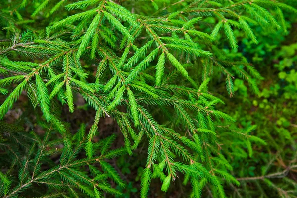 Green prickly branches of a fur-tree or pine — Stock Photo, Image