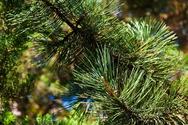 Ramos espinhosos verdes de uma árvore de pele ou pinheiro — Fotografia de Stock