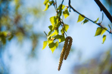 Huş önümüzdeki küpe