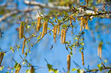 Huş önümüzdeki küpe